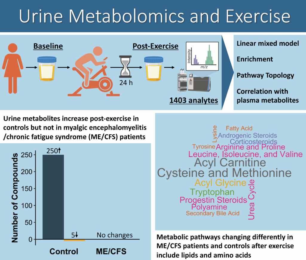 DrMaureenHanson's tweet photo. Despite a small sample size, our pilot study on the urine metabolome turned out to be much more interesting than we expected. ME/CFS subjects lack a large number of significant changes in the metabolome that occur in controls in response to exercise. https://t.co/0AnWr2SDmM
