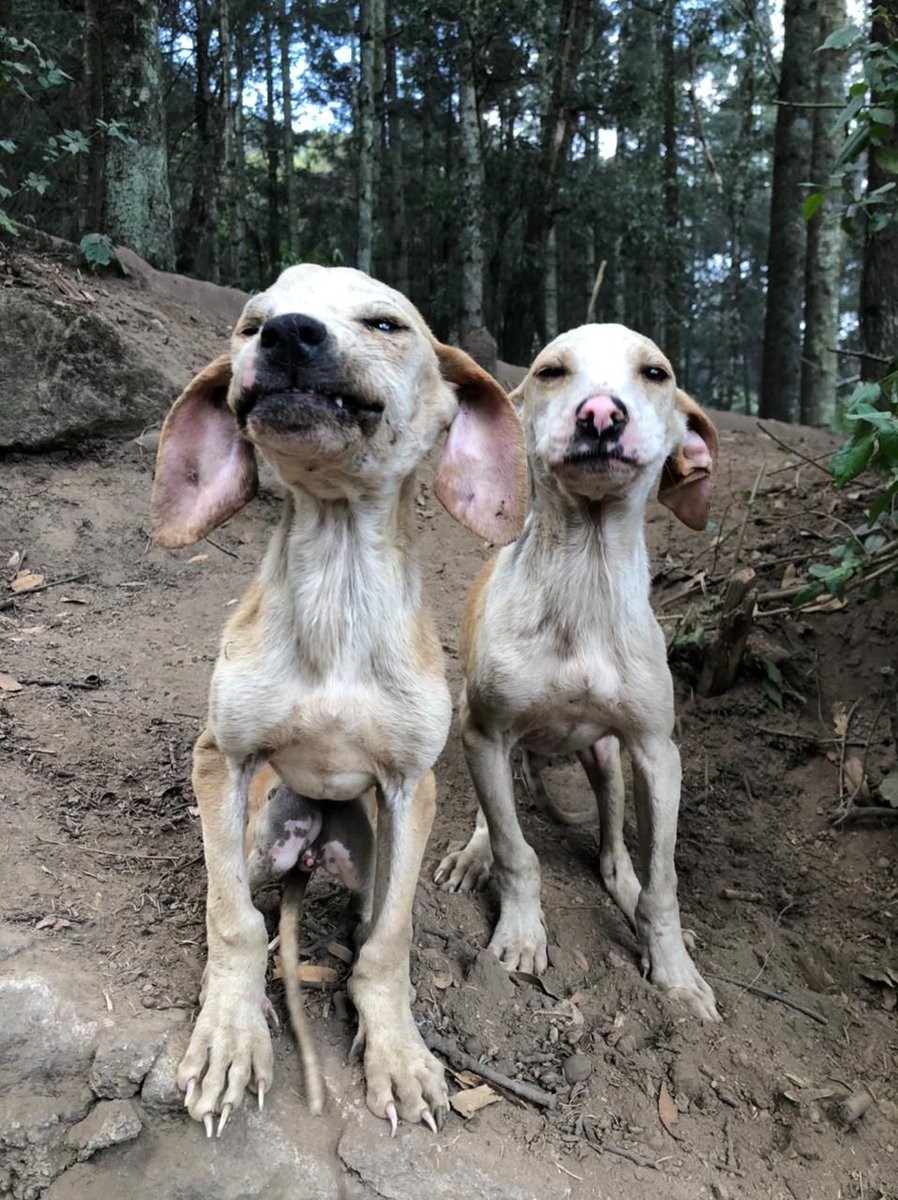 FundacionToby's tweet photo. 🆘🆘 Nos gustaría traer buenas noticias hoy pero no es así.

Todas las imágenes que publicaremos son perros abandonados en un refugio, estiveron 15 días sin comer hasta que amor sin raza les llevó alimento, algunos están recibiendo tratamiento pero falta mucha ayuda 👇Continúa https://t.co/ZiksjEDKxh