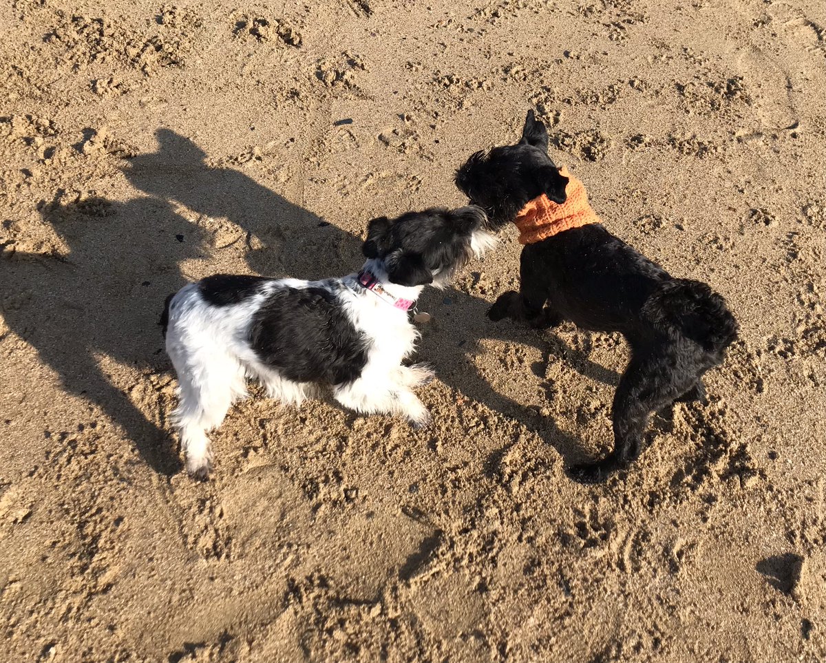 Another fun Cornish Schnauzer Group walk this morning in the beautiful sunshine and an opportunity for Margot to play chase with her sister <a href="/SchnauzerfestUK/">SchnauzerfestUK®</a> #partischnauzer #SchnauzerGang #cornishschnauzers #crantockbeach