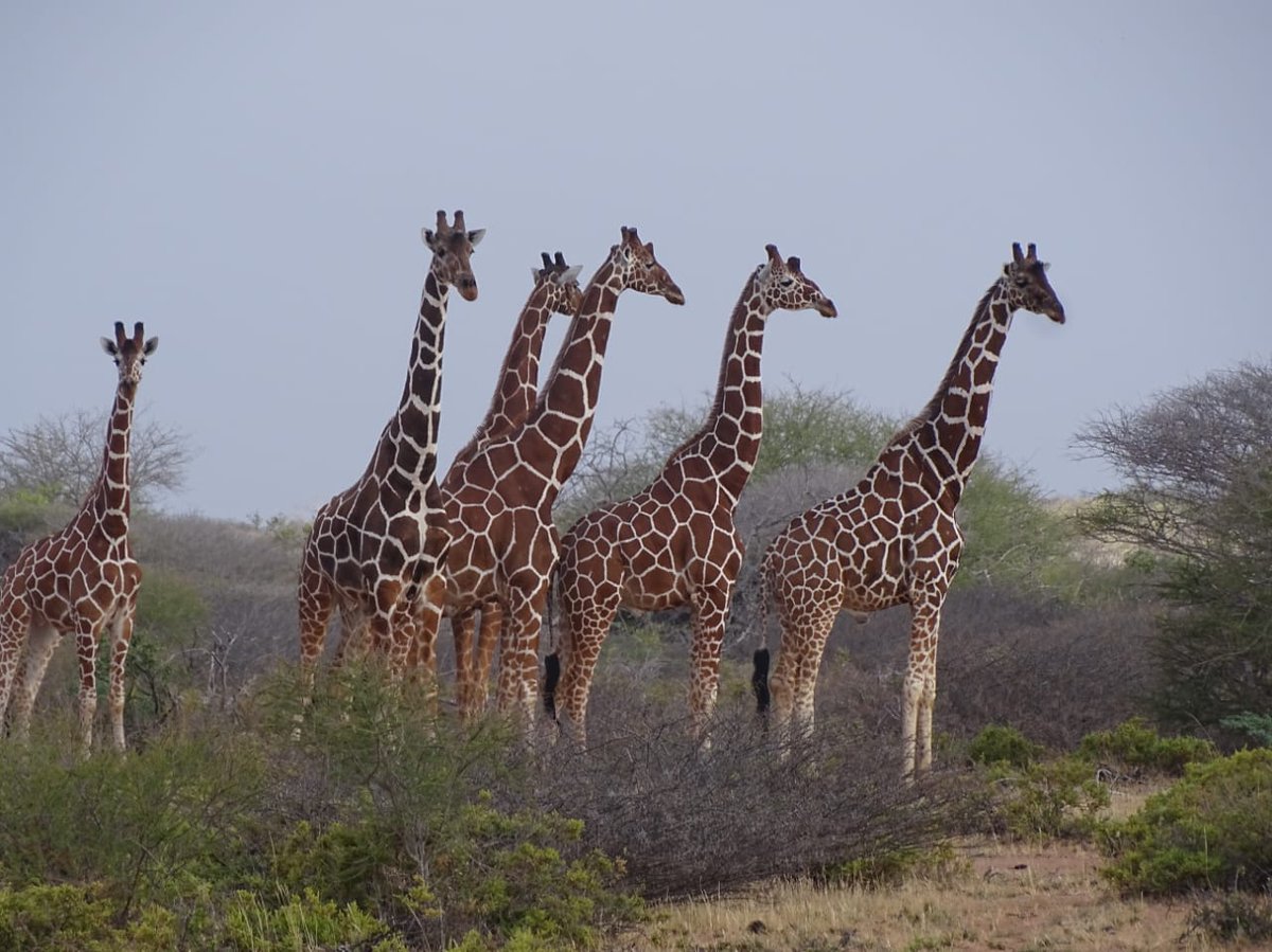 One of the @BuraEast20 savanna Skyscrappers! 

With help from @somali_giraffe we are protecting vital Somali Giraffes habitat  here in the Kenya-Somalia Border, we aim to help halt Cross border Bushmeat trade and the decline of this iconic endangered species. 
#somaligiraffes