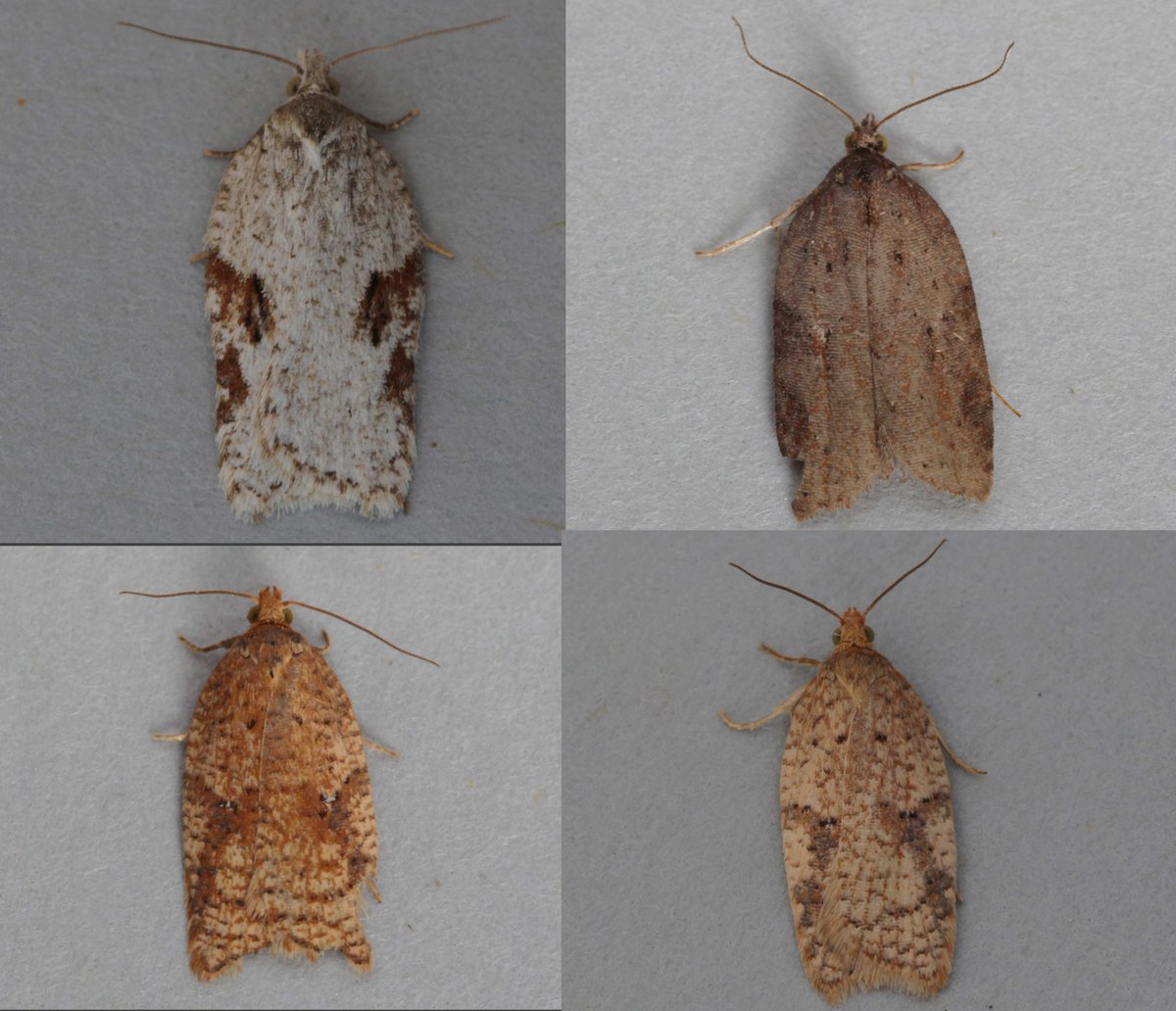 Early in the season and already some confusing Acleris specimens to last night's trap. Thinking top left Acleris kochiella, top right A.schalleriana and bottom two a.ferrugana/notana. Would welcome second opinion <a href="/MOTHIDUK/">UK Moth Identification</a>