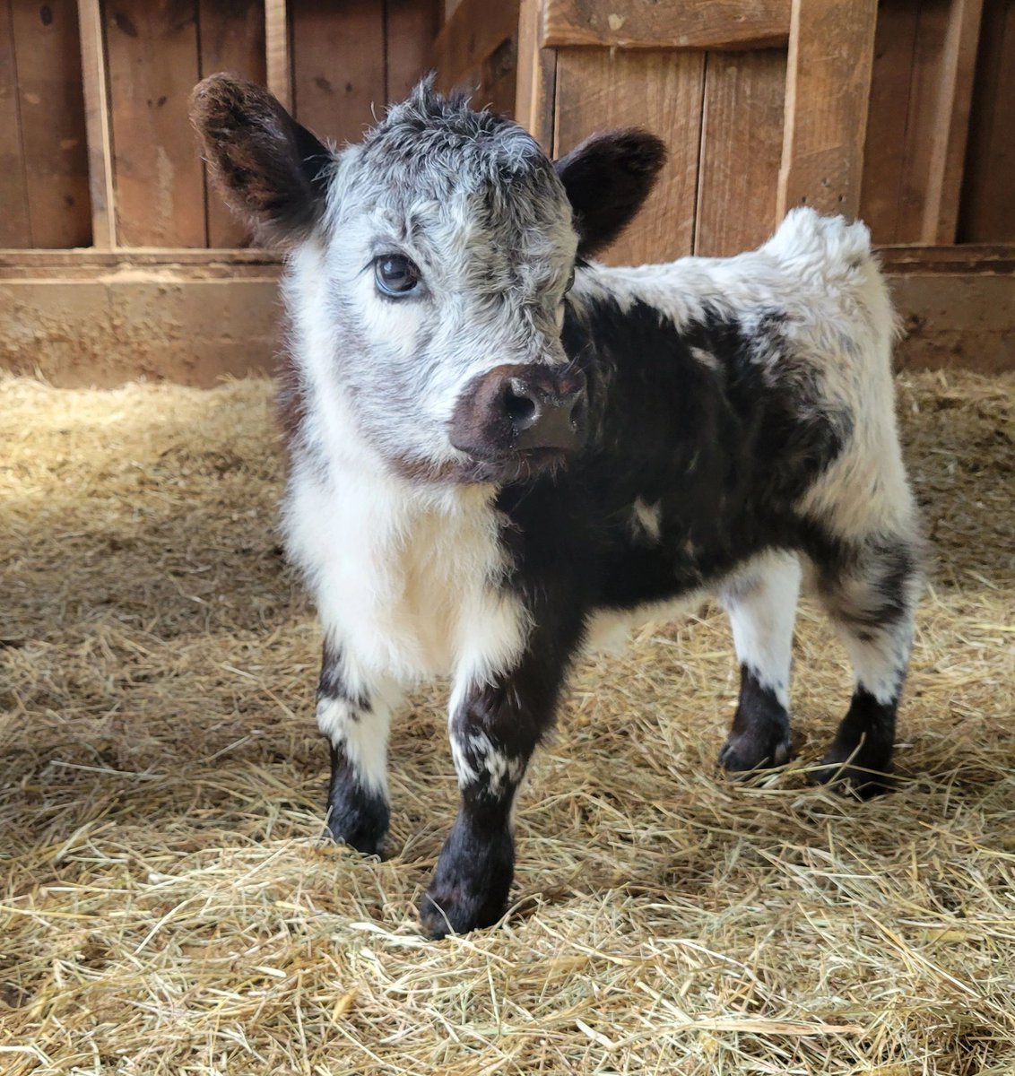 CalebReese_RP's tweet photo. @MaggieDuttonRP No, but [scooping you up and throwing you over my shoulder like a bag of feed, I walk into the barn] I would toss you in the stall with one.  [laughing as I sit you over in the stall with the calf] https://t.co/VQyn2e7jTw