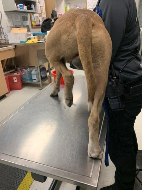 psychicwhisper3's tweet photo. 🆘🧸TEDDY💔3 Yr Old Friendly Pit Boy
With Numerous Injuries Fractured & Deviated
Paw Likely Amputation😫Injured R Limb
Abrasions Hip/Face Due To🚘Driver😈
#A352538 He Needs An URGENT🏥
#MedicalResQ Before #CCTX Pull The
Plug And ☠️Him⏰2/13⏰😢Pls
#Pledge2SaveHimINFO⬇️ https://t.co/Pn3W3e8V9x