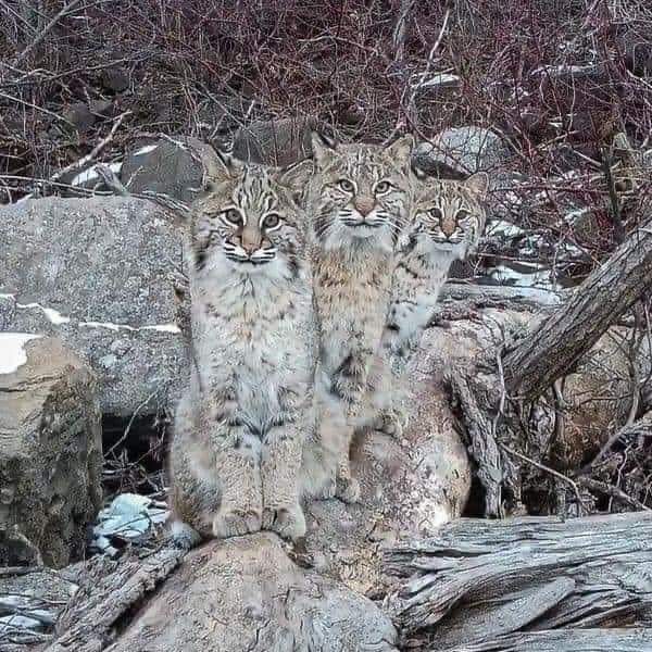 Duluth photographer Mike Mayou was flying his drone along the icy St. Louis River in Wisconsin around dusk when he discovered three bobcats playing on the ice. They were fascinated by the drone.