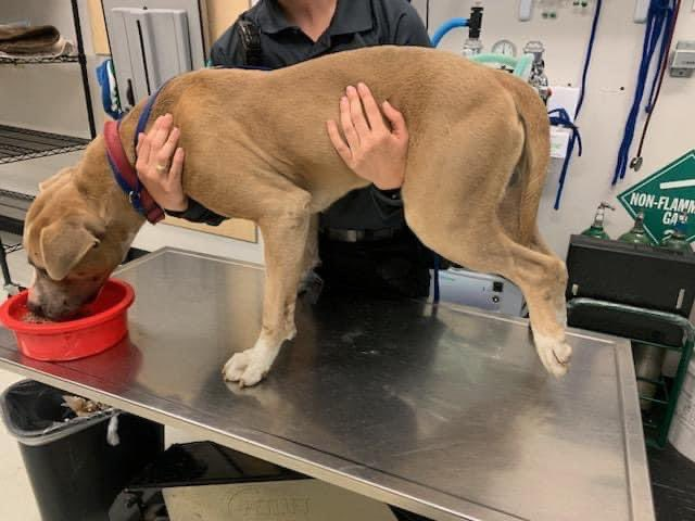 psychicwhisper3's tweet photo. 🆘🧸TEDDY💔3 Yr Old Friendly Pit Boy
With Numerous Injuries Fractured & Deviated
Paw Likely Amputation😫Injured R Limb
Abrasions Hip/Face Due To🚘Driver😈
#A352538 He Needs An URGENT🏥
#MedicalResQ Before #CCTX Pull The
Plug And ☠️Him⏰2/13⏰😢Pls
#Pledge2SaveHimINFO⬇️ https://t.co/Pn3W3e8V9x