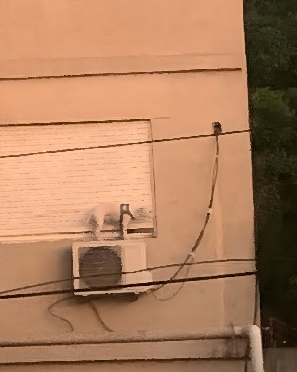 Tenes que ser basura...
Edificio ubicado en Balcarce y Pasaje Dorado, bien en la esquina, vecino del segundo piso.

Gracias a <a href="/goguita_/">GOGUI 🔴⚫️</a> por la imagen