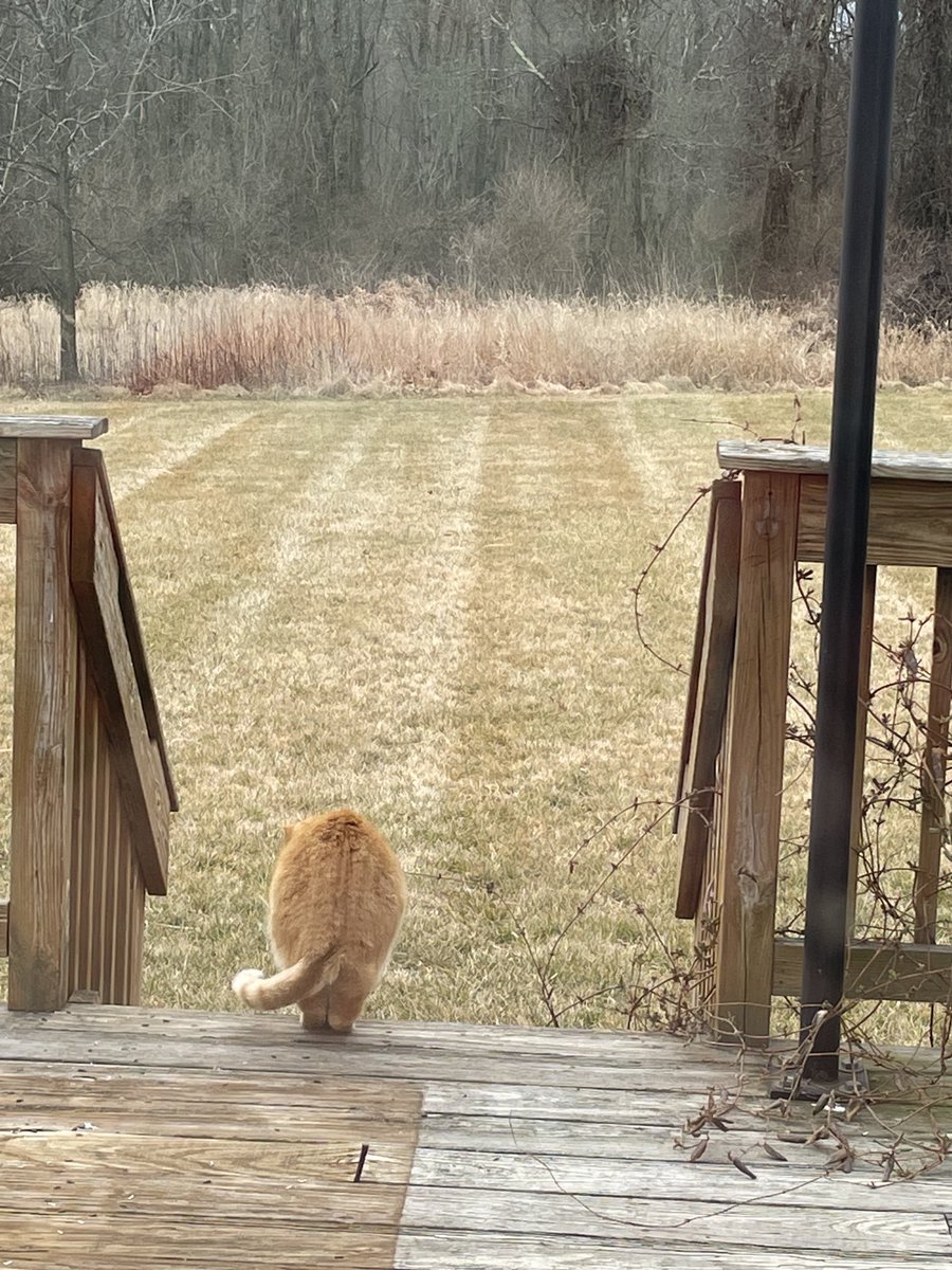 thekittlespins's tweet photo. Catte in Wynter. ⁦@Hedgewatchers⁩ #HealthyHarry #micekrispiesbeware #SpringisSoon https://t.co/DhYys1l5ba