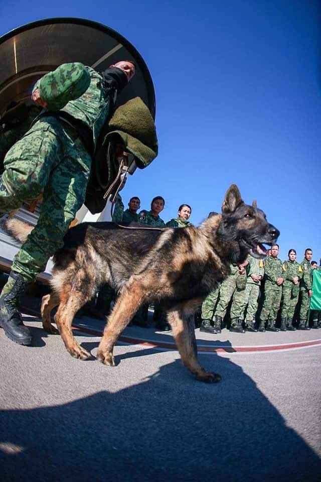 cemseymen's tweet photo. Deprem bölgesinde çalışan Meksika arama kurtarma ekibi Sedena’nın güzeller güzeli hassas burunlu köpeği Proteo, enkaz altında hayatını kaybetti. Kurtarma ekibi  ekipteki bütün köpeklere öyle saygı duyuyor ki Proteo’ya düzenlediği törenle veda etti. Umarım bir sokağa adı verilir💙 https://t.co/xPKkXMS4BN