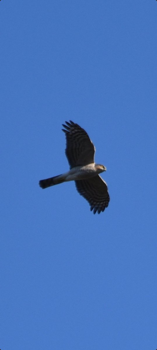 CarlosNuezRodr5's tweet photo. Hoy en embalse de cecebre....creo q gavilán, corneja, halcón peregrino y andarrío grande... https://t.co/sinOh2tELH