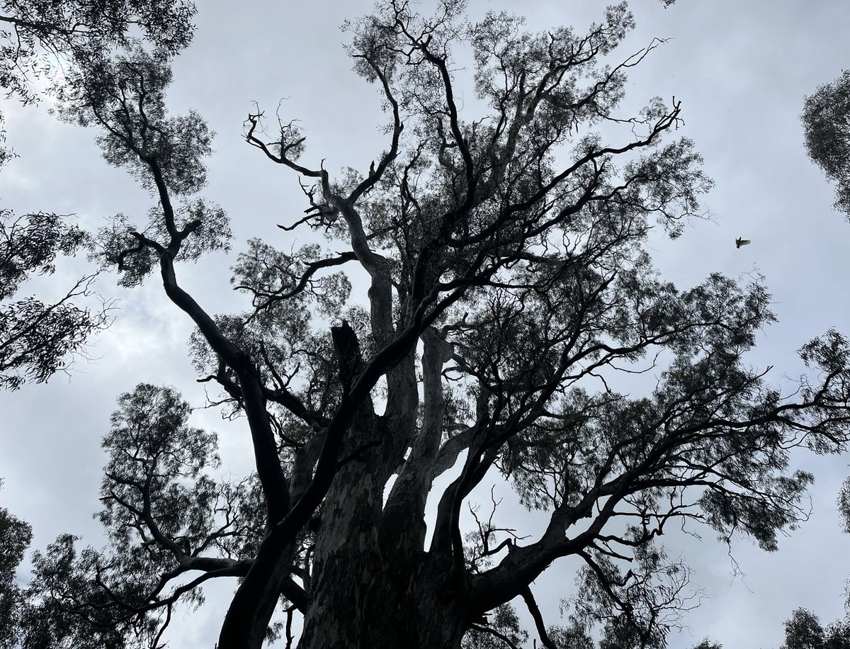 FallawNicholas's tweet photo. South and West Faces, Trunk and Crown observations: https://t.co/z8teLBSJm5