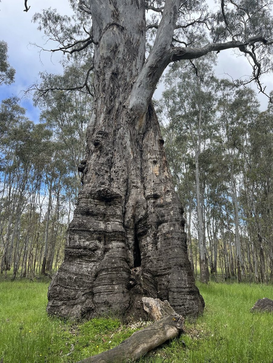 FallawNicholas's tweet photo. South and West Faces, Trunk and Crown observations: https://t.co/z8teLBSJm5