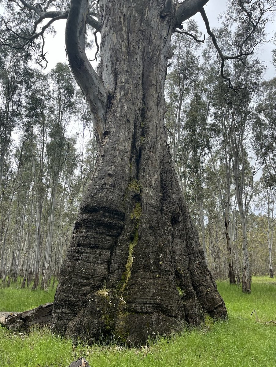 FallawNicholas's tweet photo. South and West Faces, Trunk and Crown observations: https://t.co/z8teLBSJm5