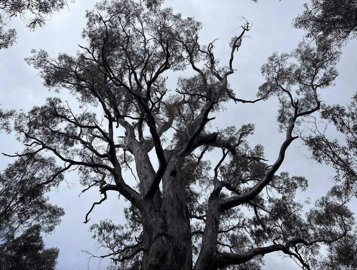 FallawNicholas's tweet photo. South and West Faces, Trunk and Crown observations: https://t.co/z8teLBSJm5