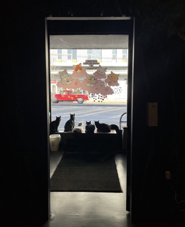 BEHOLD! The entrance to Heaven.

#yvr #cats #CatsofTwittter