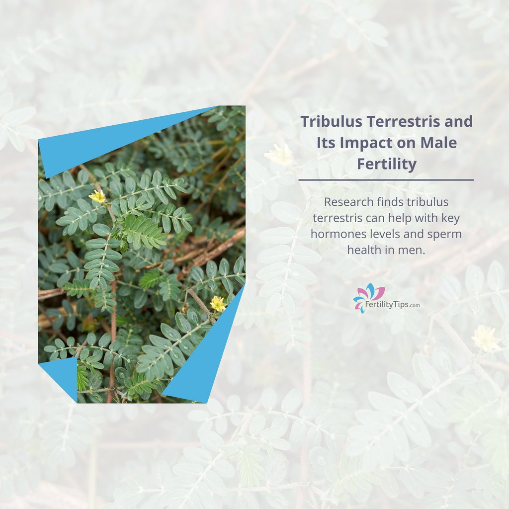 FertilityTips.com tweet media