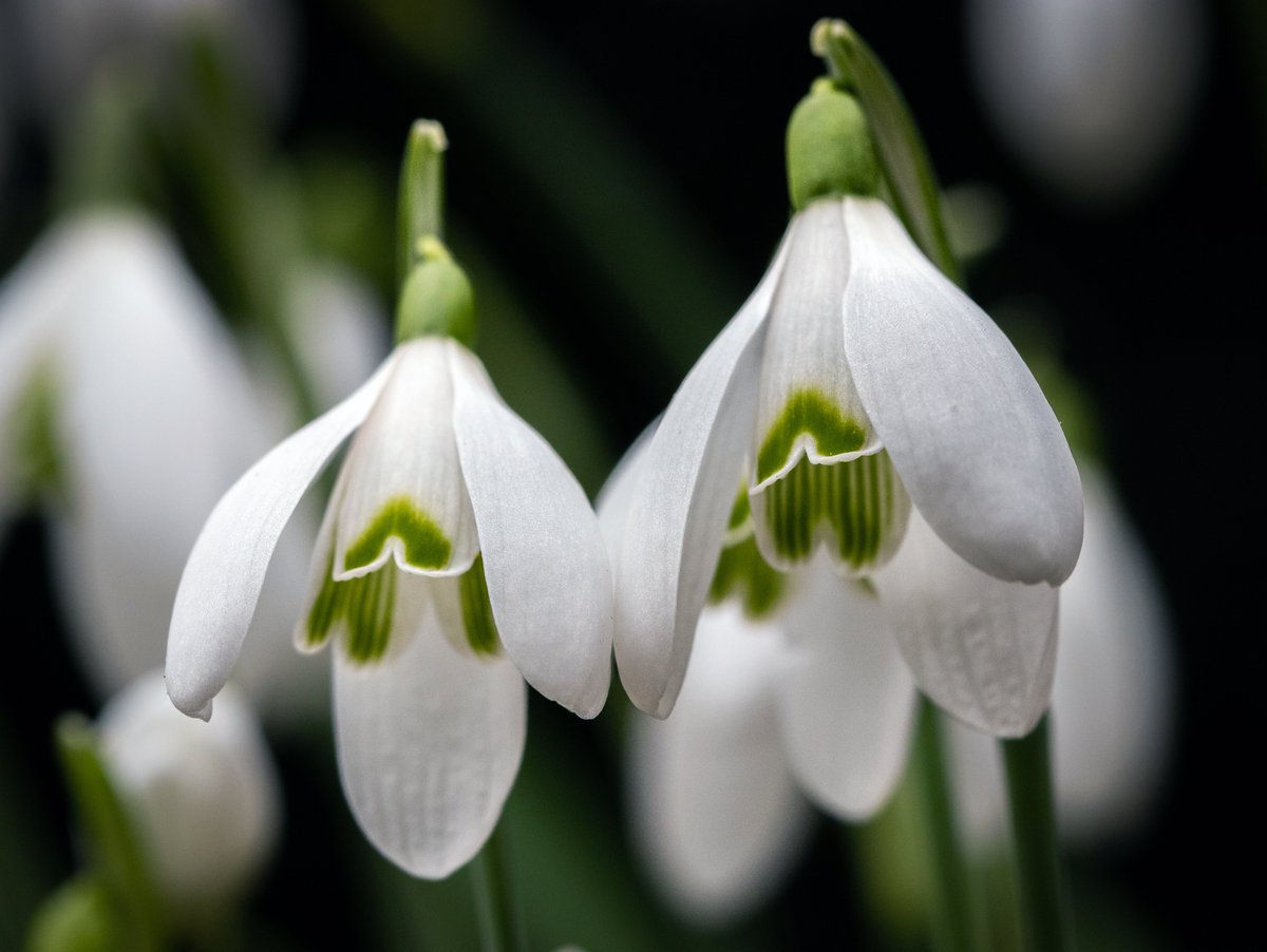 northcatwriter's tweet photo. Snowdrops @RHSBridgewater https://t.co/mw2nWCrmDC