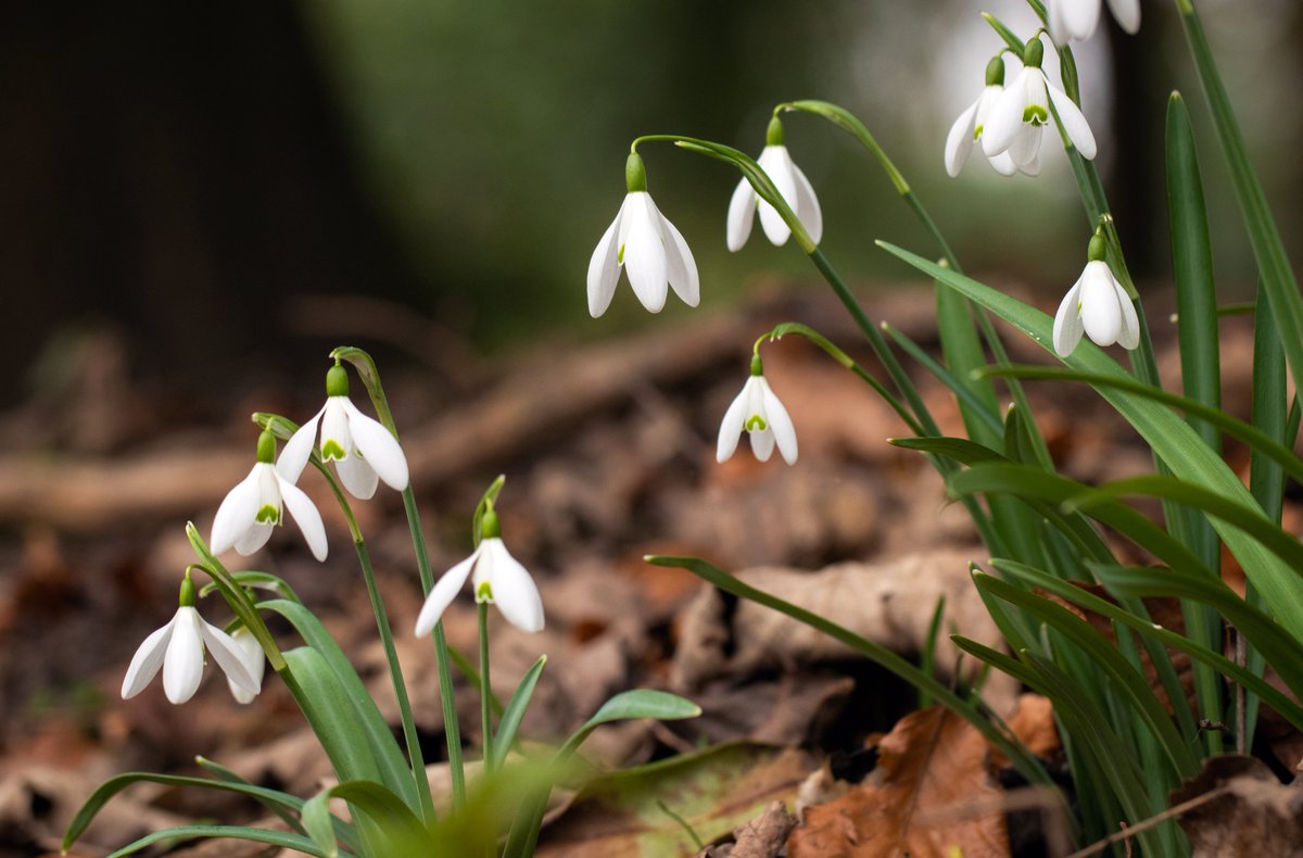 Snowdrops <a href="/RHSBridgewater/">RHS Bridgewater</a>