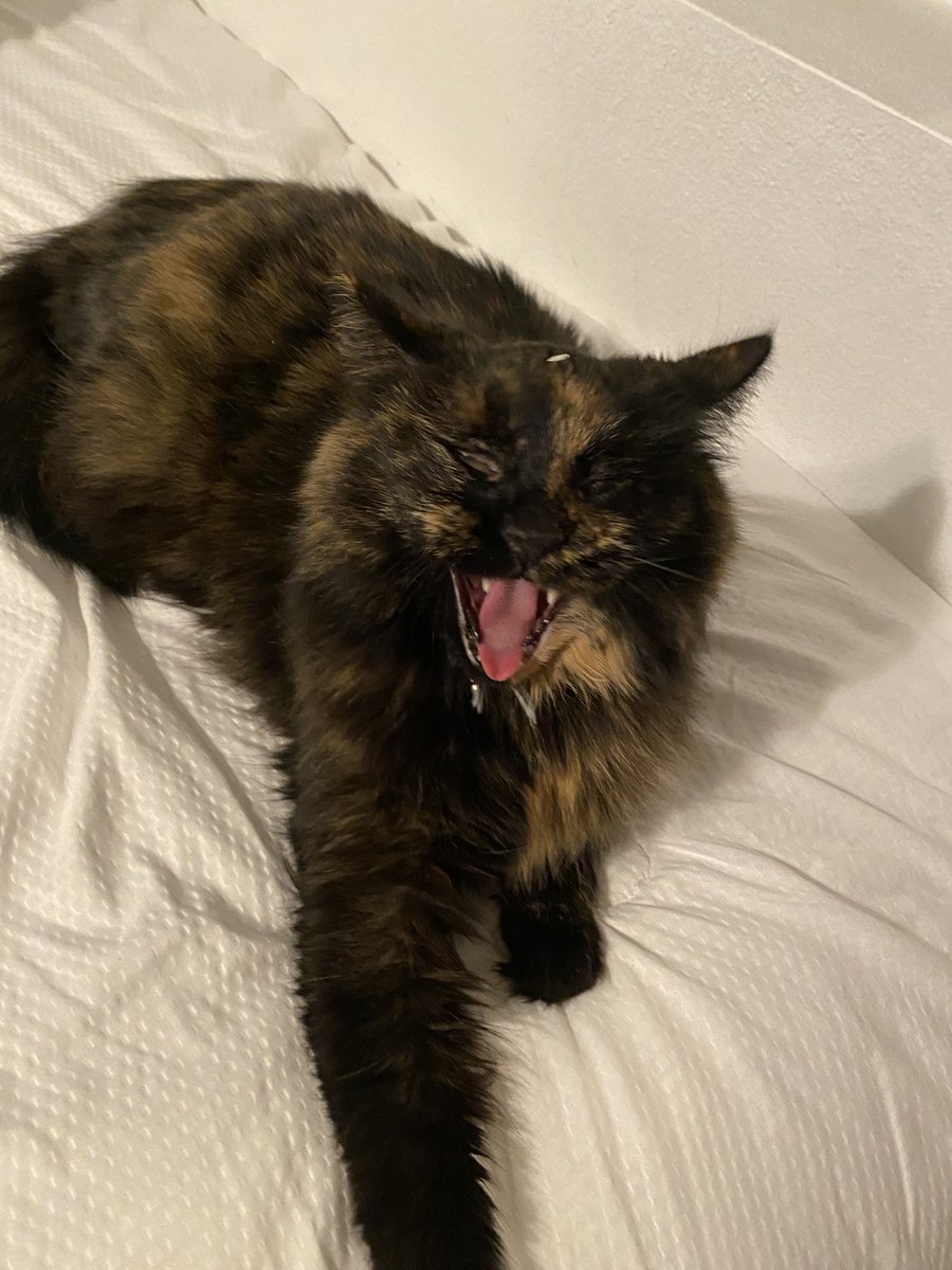 realestcookie's tweet photo. @Zooophagous Breed: lil sweetie who’s secretly an arms dealer https://t.co/6x2lT9n2Em