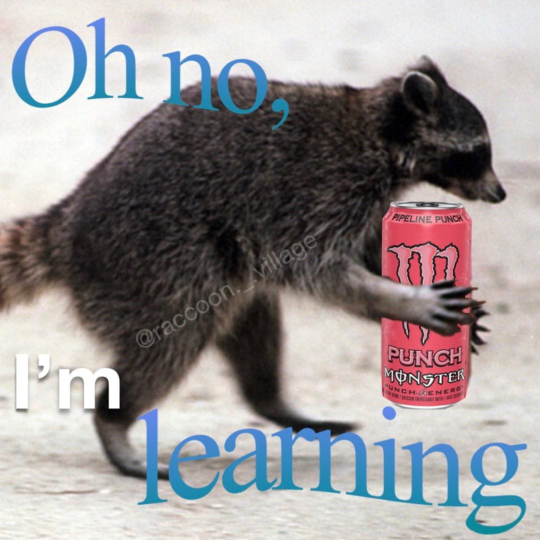 There are many things to learn in life
#raccoon #raccoons #rocketraccoon #raccooncat #cuteraccoon