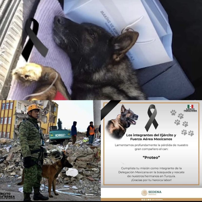 mayumiguillen's tweet photo. Gracias #Proteo por tu heroica labor, cumpliste la misión #perrito del #EjércitoMexicano #fuerzaturquia🇹🇷 #sismo #esperanza https://t.co/i5hHN2F1Ox