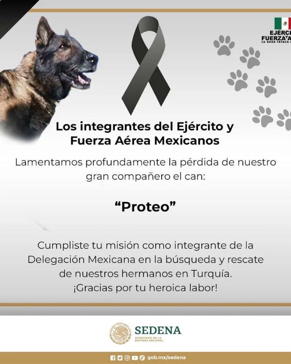 Proteo, uno de los perritos rescatistas ⛑️ de la delegación mexicana que fue a Turquía 🇹🇷 para buscar personas tras los fuertes sismos, falleció el día de ayer mientras realizaba labores de rescate.

Gracias por tanto Proteo, descansa en paz 🥺 eres un auténtico héroe 🇲🇽