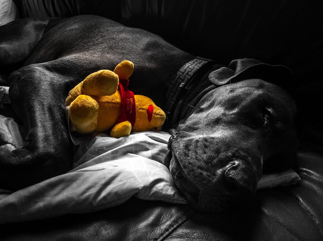 AR0chon's tweet photo. @KSivachukArt Sleepy time with fren https://t.co/jNW96zX0Kg