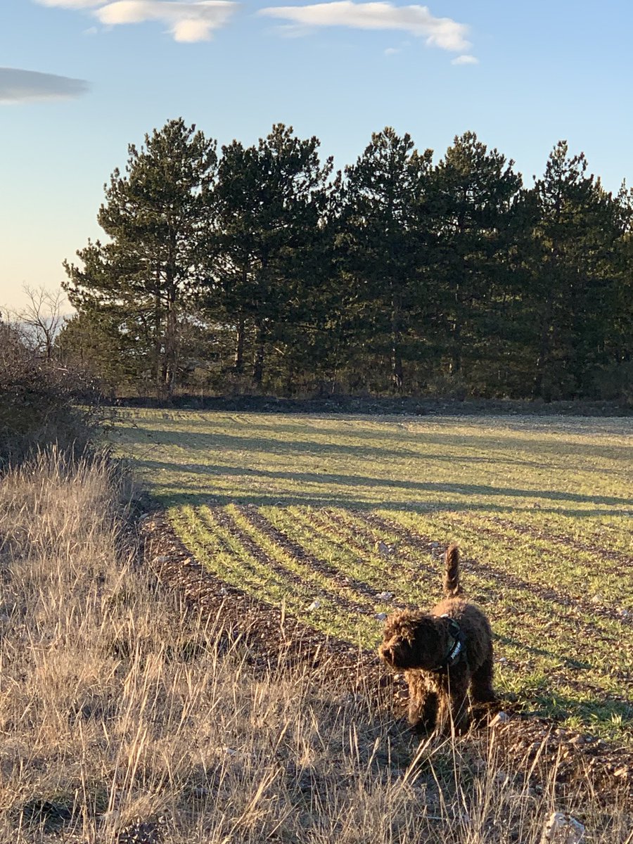 Kiki lagotto a Peltuinum
