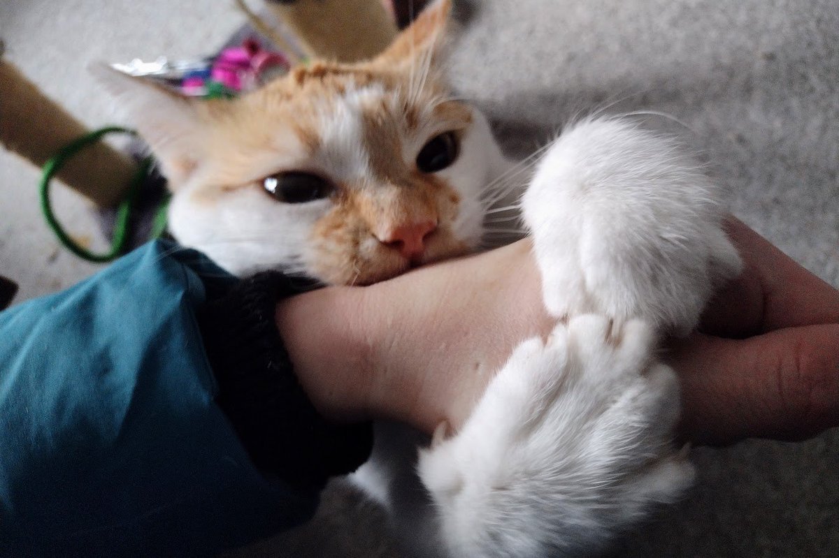 FartyCheddarCat's tweet photo. Pounce da mama
Gwab da mama
Hold her hand and bite
Making shur
Dat she stays home
I bites wif all my mites
#CheddarPoetry #StayWifMe #NoGoOutForSupSupWifGwateAnty #WhyINotGetToGo #IWantPeezaToo #BiteBiteBite https://t.co/1WoSY8PBqB