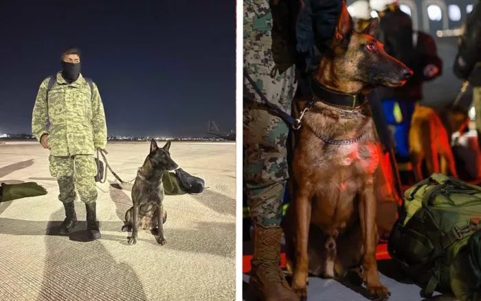 CryptoWolfManTR's tweet photo. Meksika arama kurtarma köpeği Proteo, Türkiye’de deprem bölgesinde çalışırken enkaz altında kalarak hayatını kaybetti. 🙏 https://t.co/irWcRwrWdu