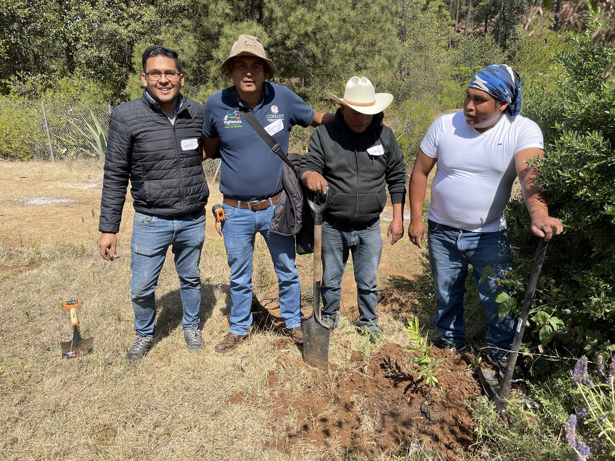 Oak propagation monitoring course in Senguio, Mich. Mexico. This workshop is supported by USFS,The Morton arboretum, FOCEN and locals org. Training is complemented by monitoring and reinforcing what participants have learned. <a href="/MortonGTCP/">GlobalTrees@Morton</a> <a href="/bgci/">Botanic Gardens Conservation International</a> <a href="/IntlOakSociety/">International Oak Society</a>