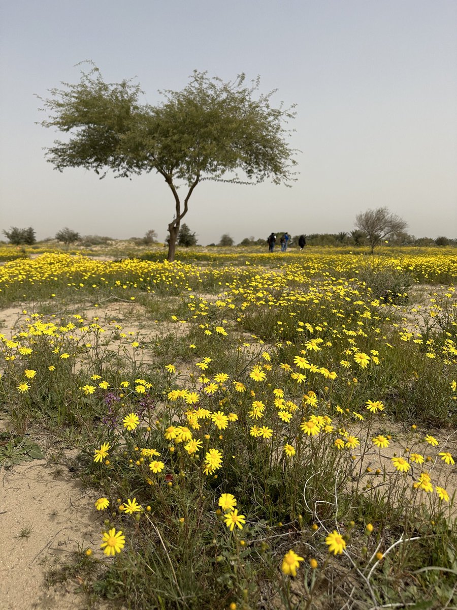 EU in Kuwait on Twitter "On Saturday, EUinKuwait joined other 🇪🇺