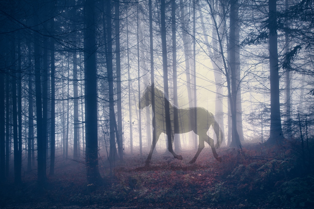 Did you know seeing a horse in your dreams can be a symbol of #Health? 😊 #dreamanalysis