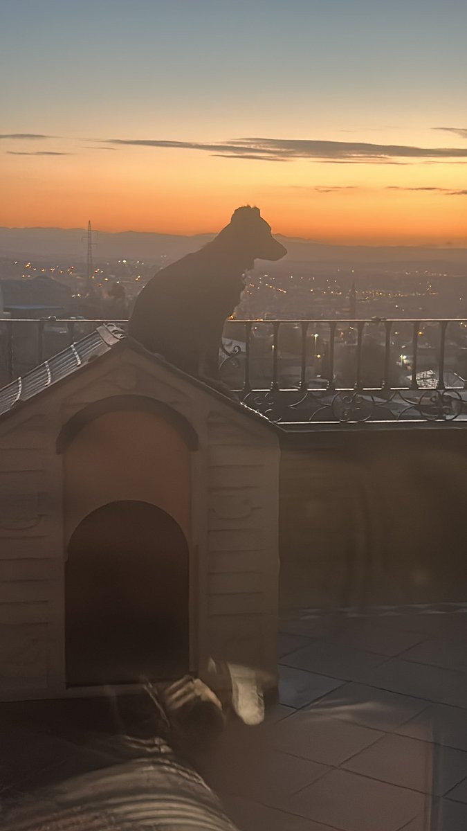 psisuki's tweet photo. Mi perro se sube a su tejado a ver las puestas de sol, me siento satisfecho como padre https://t.co/TL25iAAwvD