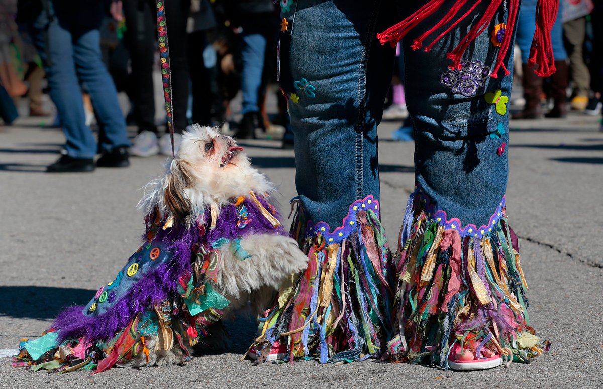 kodacohen's tweet photo. Photos: A mountain of paws were marching in the 30th  annual Purina Pet Parade in Soulard https://t.co/8zR4sjZjNn https://t.co/BFr8lHKWvU