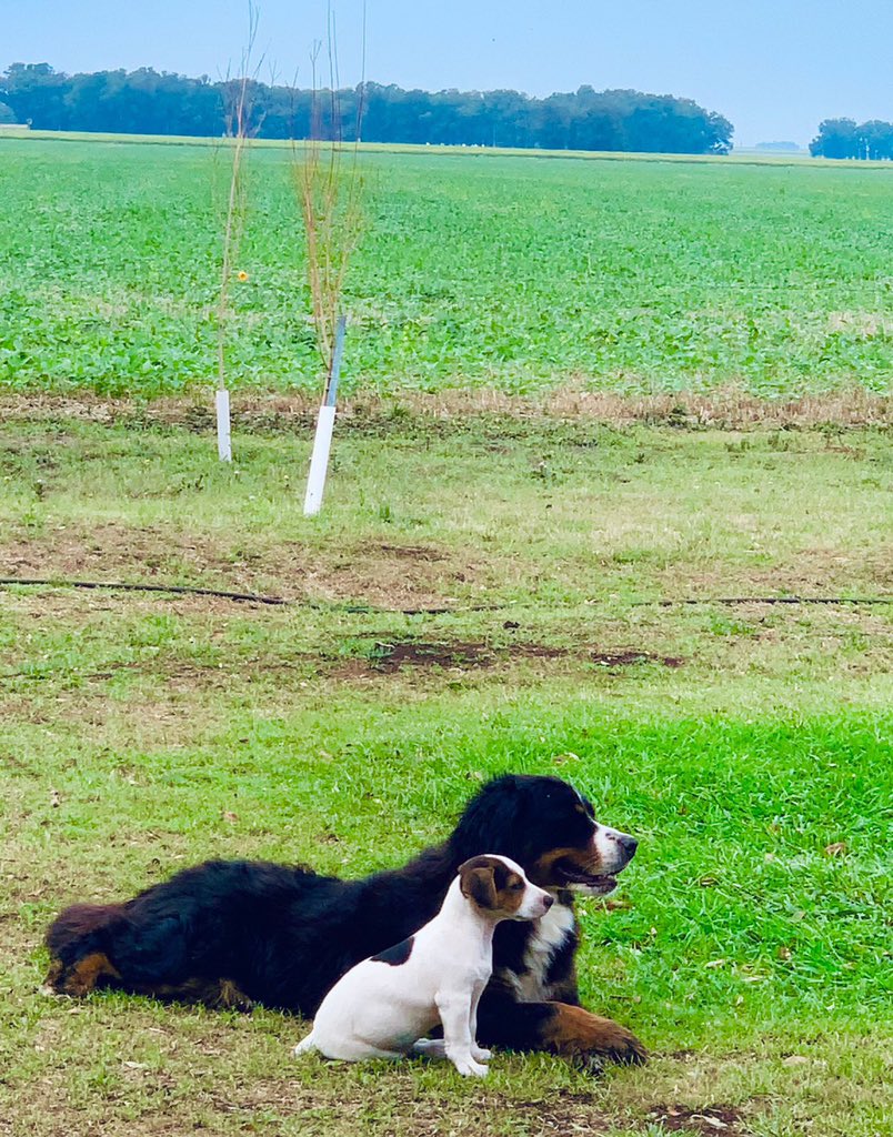 VDefferrari's tweet photo. Manolito y Negra. https://t.co/jJupnmVaSY