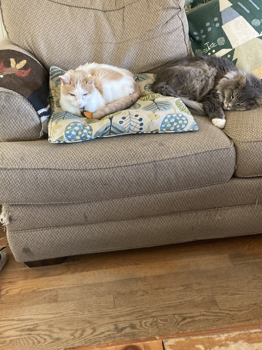 Hey all Happy #SuperBowl Sunday! Me &amp; my bro Crash <a href="/CrashTheFloof/">Crash</a> have an exciting day planned 💤💤 we’ll ✔️ in later &amp; let you know how it went 😹😸😹