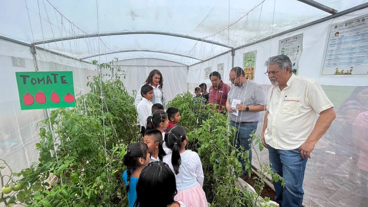 SoyGuillermoFS's tweet photo. Desde la @VerSEDESOL, estamos implementando políticas públicas enfocadas a la niñez veracruzana, a través de nuestro programa Huerto Infantil. 
Visitamos uno de nuestros Huertos Infantiles, ubicado en la Localidad Santa Rosa Cintepec en el municipio de Hueyapan de Ocampo. https://t.co/Pr9ft80ZMr