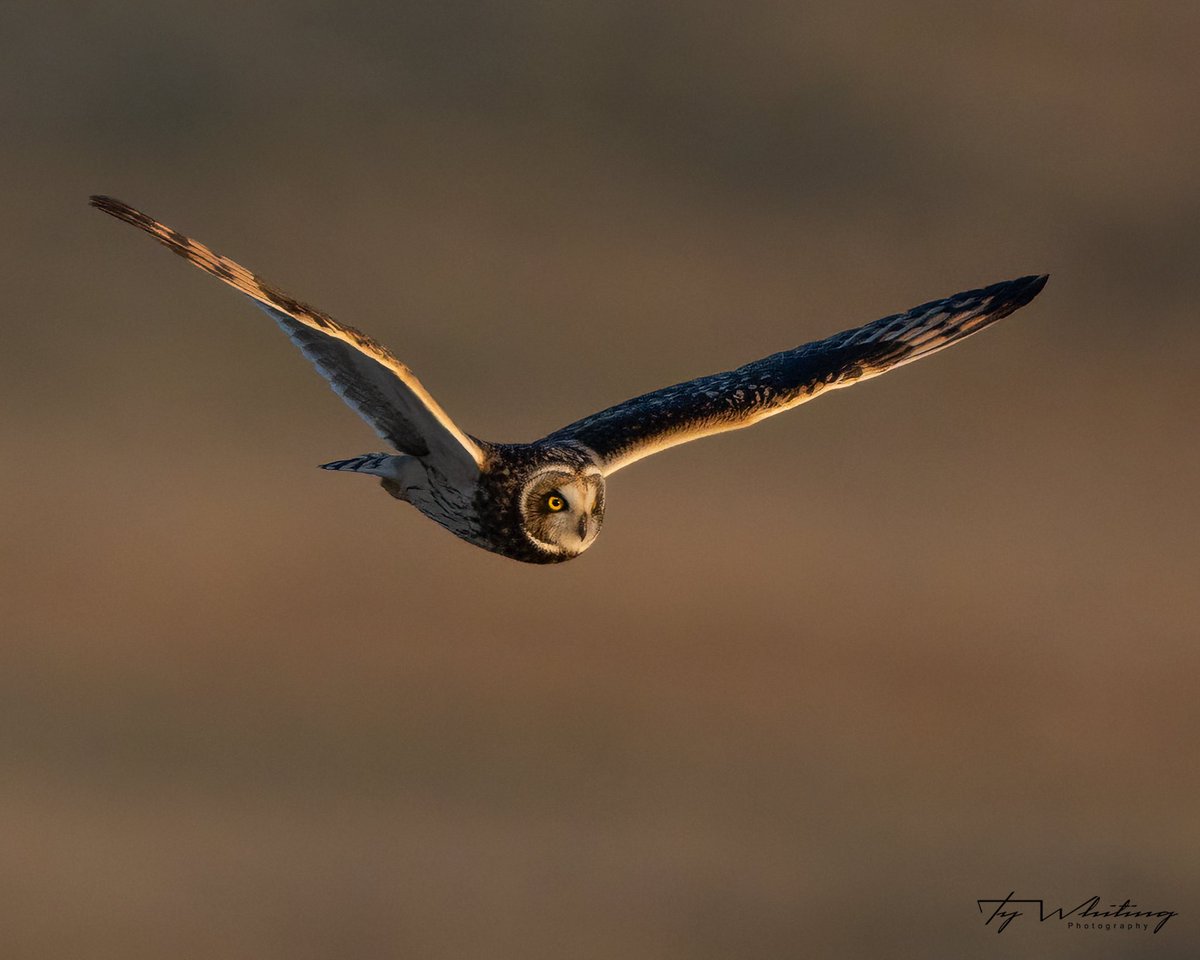 TyWhiting's tweet photo. Happy Superb-Owl Sunday! https://t.co/dEvdkiPs2s