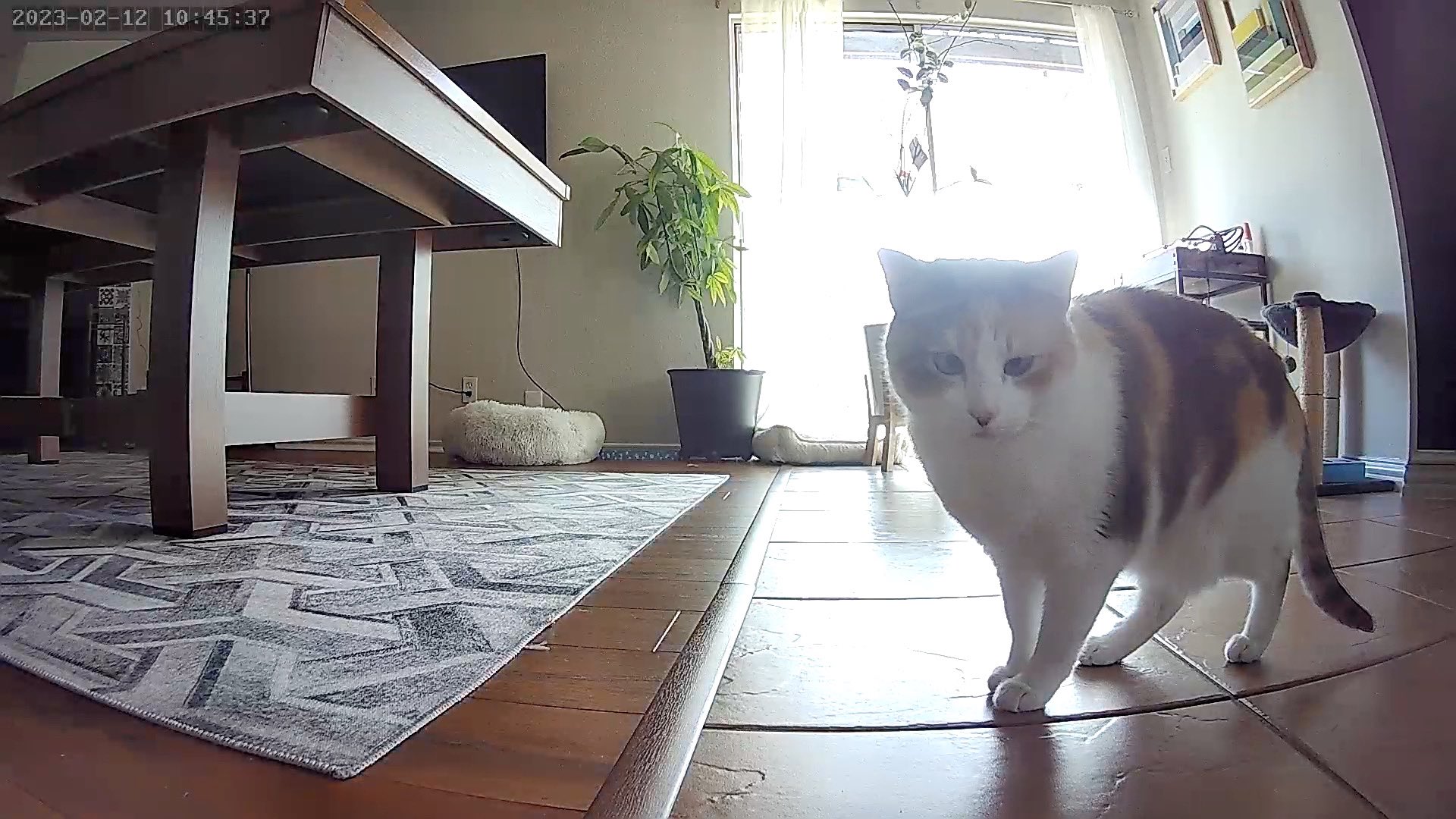 Panko A Cat S Mom On Twitter Https T Co Rqgfmr0bni Twitter