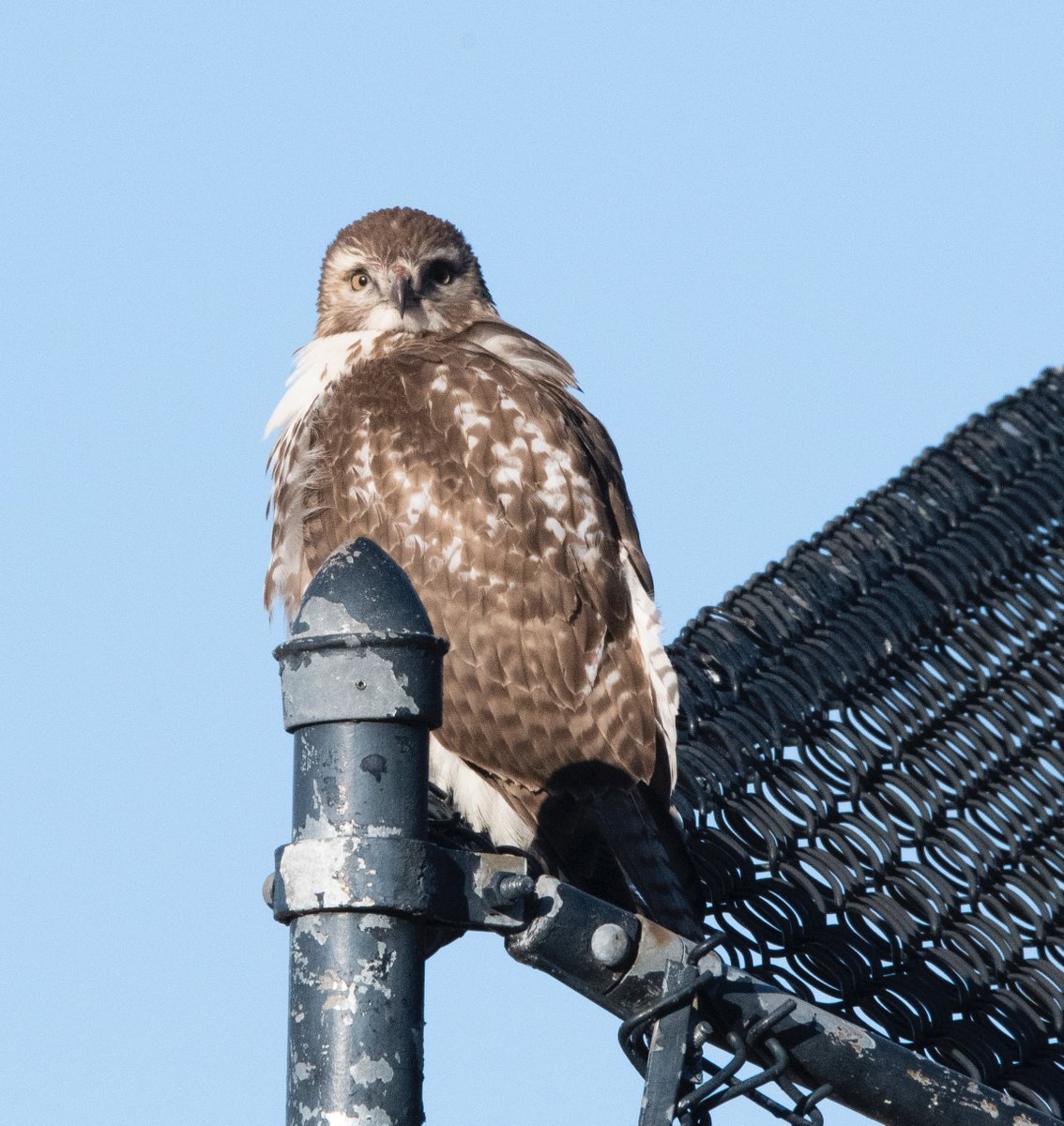 manhattan-bird-alert-on-twitter-rt-benzabar-more-from-this-winter