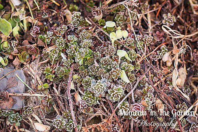 MomentsintheG's tweet photo. Very mixed weather this past week from sunshine, snow and frosty mornings. Still happy to see green grass and plants revealed in my rockery garden. #mixedweather #snowfall #sunshine #frost #mygarden #mygardentoday #cottagegardenstyle #momentsinthegardenphotography https://t.co/BsiRO3jdar