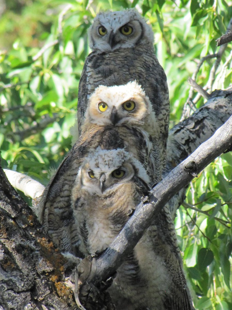 “The party we're going to is celebrating the Superb Owl, who is the greatest owl of all time.” -Nadja of Antipaxos #SuperbOwl 🦉🦉🦉