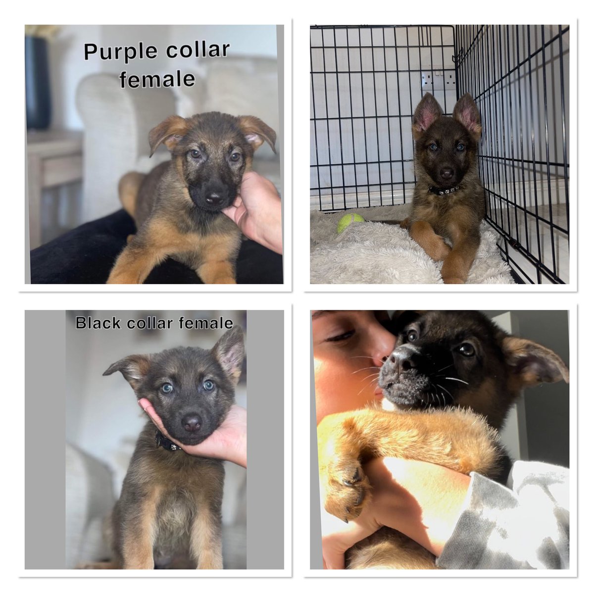 TomDoherty_'s tweet photo. ‼️ 2 puppies left ‼️  
 Gorgeous German Shepard puppies              
                            🐶 

      MESSAGE ME FOR INFO 📩 https://t.co/4yYG6tc1jJ