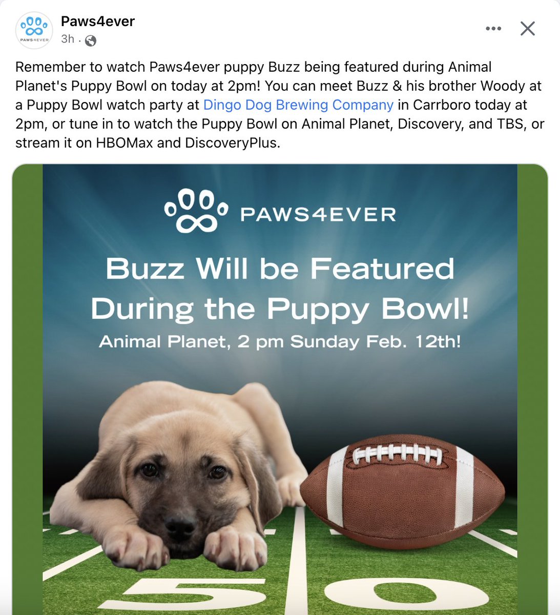 Congratulations to Buzz! I used to volunteer at Paws4ever when I lived in North Carolina, so it is exciting to see a doggo from that shelter get in the Puppy Bowl.