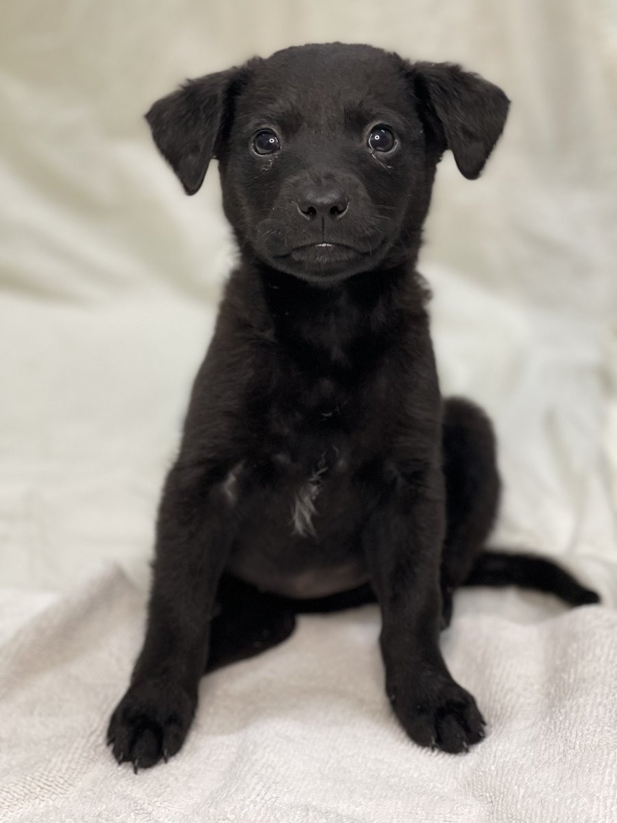 AnimalPlanet's tweet photo. Looking to adopt? Learn more at https://t.co/KV03qISbDy #PuppyBowl https://t.co/ReyCrS5i7h