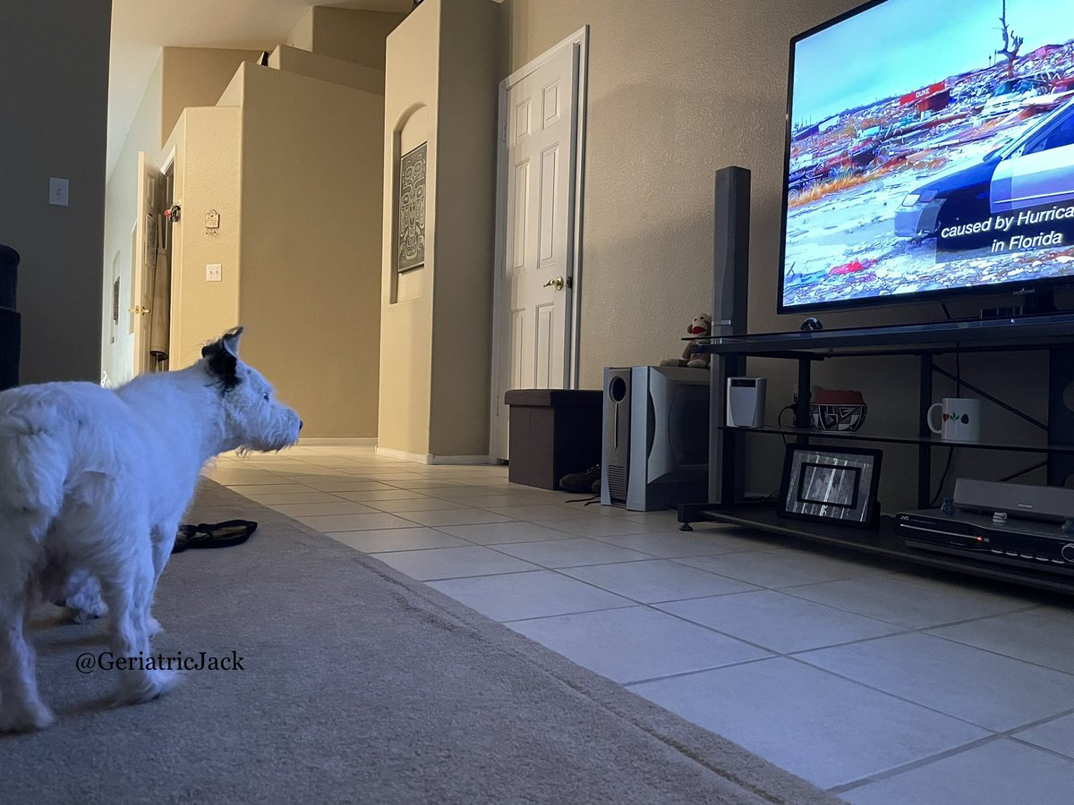 yeah the #SuperBowl is cool and all but i think we can agree that the #PuppyBowlXIX 🐶🐾🐕 is the most impawtant matchup of the year! 
#DogsofTwittter