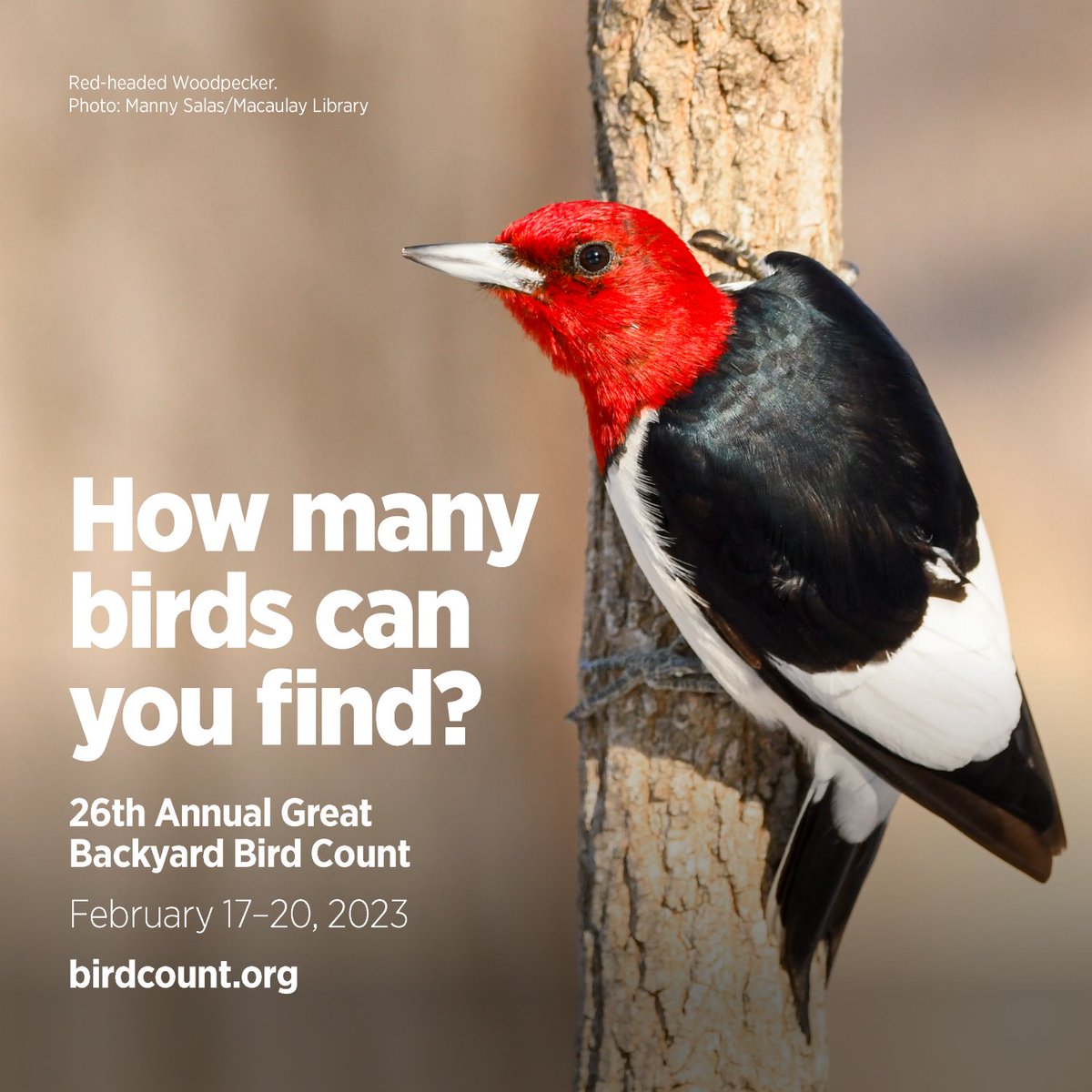 Can you spare 15 minutes to help birds? Sign up for the Great Backyard Bird Count! birdcount.org #GBBC