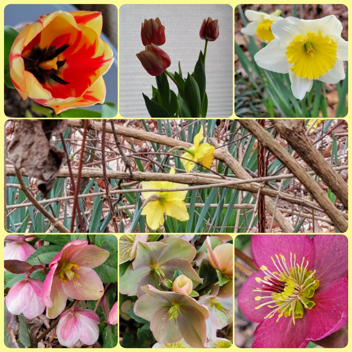 #SevenOnSunday from interior potted Tulips, Hellebores #InTheGarden exterior & Daffodils on the woods edge. #FebruaryFlowers