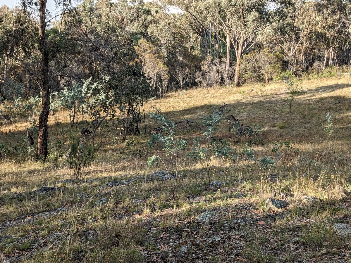 EJGehrmann's tweet photo. Kangaroos are like deer https://t.co/cQ9tjxdzLK