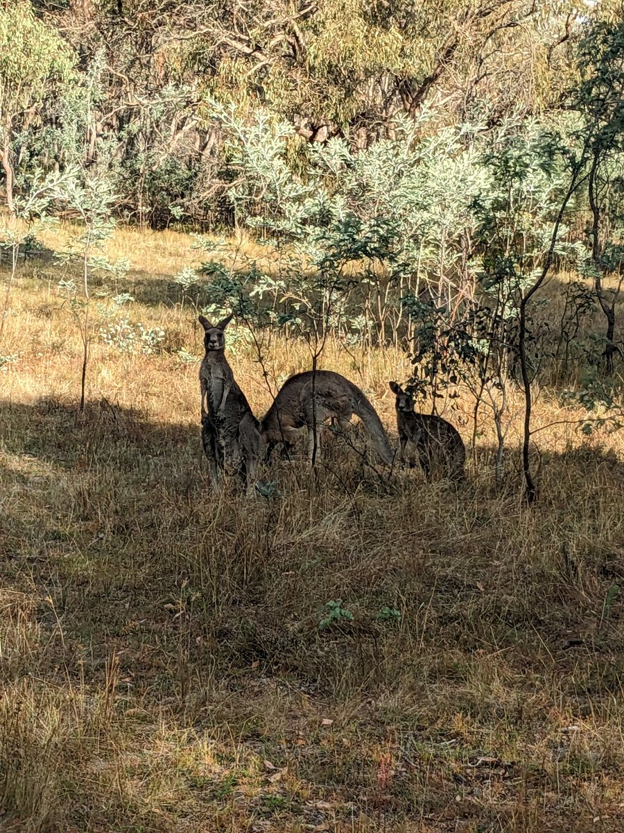 EJGehrmann's tweet photo. Kangaroos are like deer https://t.co/cQ9tjxdzLK